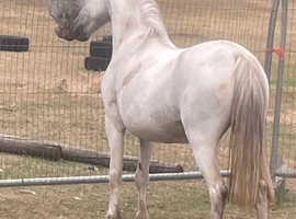 Welsh mountain mare