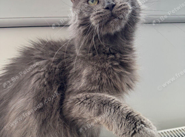 Blue Maine coon boy