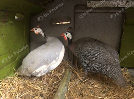 Happy healthy young Guinea fowl
