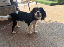 STUD NEEDED (Cavalier King Charles)!!!