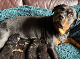 Outstanding litter of Rottweiler puppies