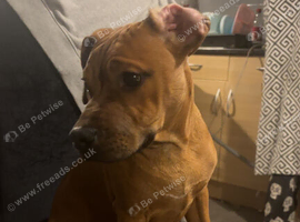 Patterdale cross staffy