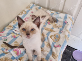 Beautiful ragdoll girl