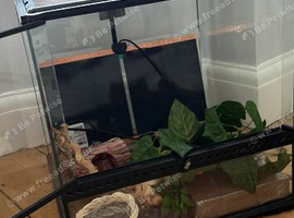 Reptile tank