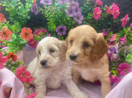 Cockapoo pups