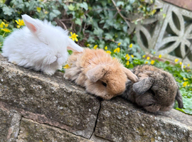 Exceptional example Mini Lops