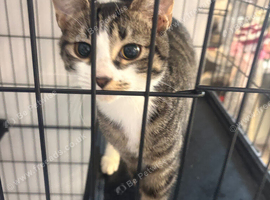 Kitten