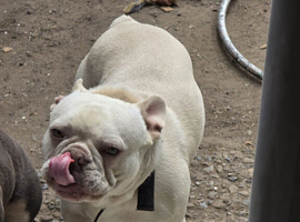 15 month Male frenchie