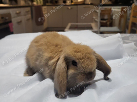 Mini lop