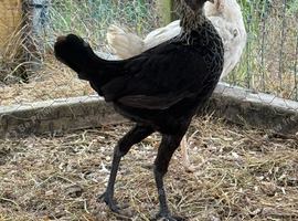 Modern game hen