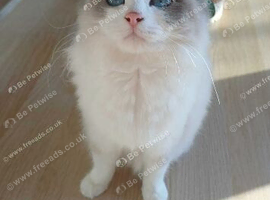 ragdoll female