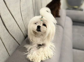 Tiny Korean Maltese Stud ( PROVEN)