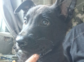 Male pup