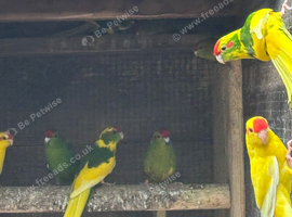 Kakariki for sale