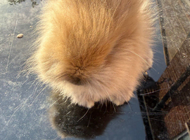 Baby lion heads for sale