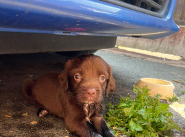 Stunning cocker spaniel puppies