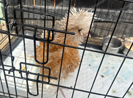 Polish chicken 12 weeks old