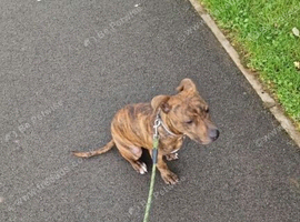 Staffy cross