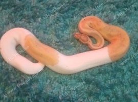 Banana Pied Het Clown