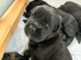 Bouvier des Flanders Giant Schnauzer Mix Isle of Man.