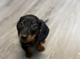 KC MINITURE DACHSHUND BOY