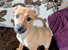 Lurcher crossx