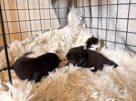 2 girls 1 boys available kitten