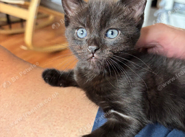 Sweet Black Kitten
