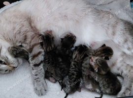 Snow Bengal x kittens