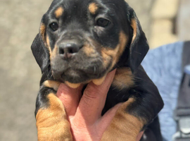 Mini Daschund x Frenchie puppies for sale