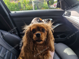 Wilma 4 year old ruby king Charles Spaniel