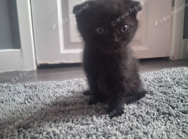 Half ragdoll kitten