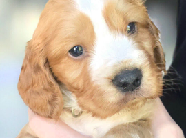 Adorable Cocker Spaniel Puppies