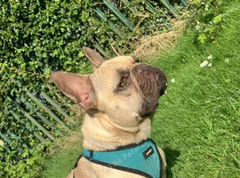 3Yr old Frenchie Looking for his forever home