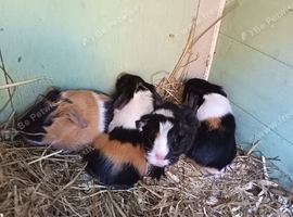4 baby guinea pigs