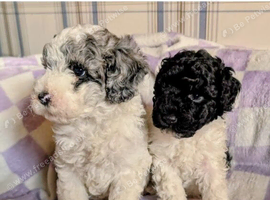 Beautiful Miniature poodle