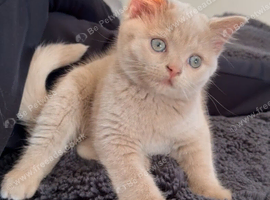 Cream British shorthair kitten
