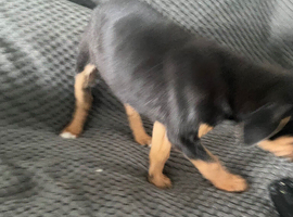 Rottweiler cross boxer