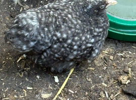 Beautiful cuckoo pekin pullets 7 weeks old