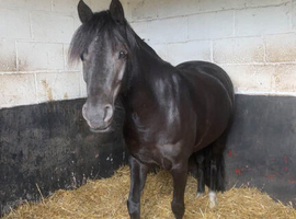 12. 2 hh show type pony for full or part loan