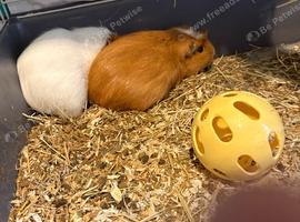 Guinea pigs