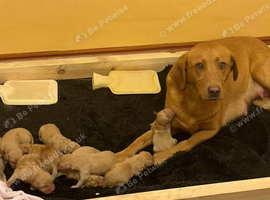 Kc reg fox red labs