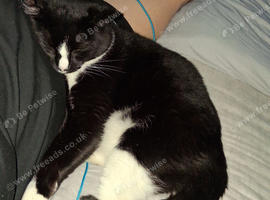 Cats for rehoming