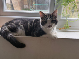 Kitten