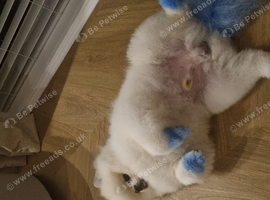 Beautiful white pomeranian