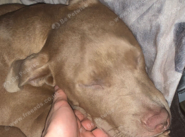 Gorgeous female am staff x bull mastiff