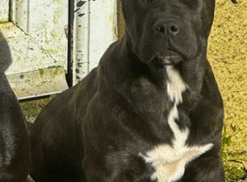 Staffie x cane corse brindle girl
