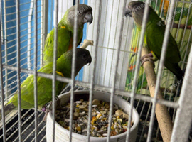 Babys Senegal parrots