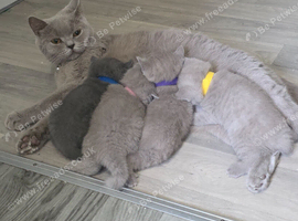 Beautiful bsh kittens