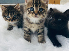 British long hair mix kittens